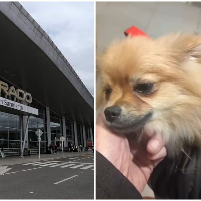 Couple aband dogs at Bogotá’s El Dorado airport amid vaccination document dispute