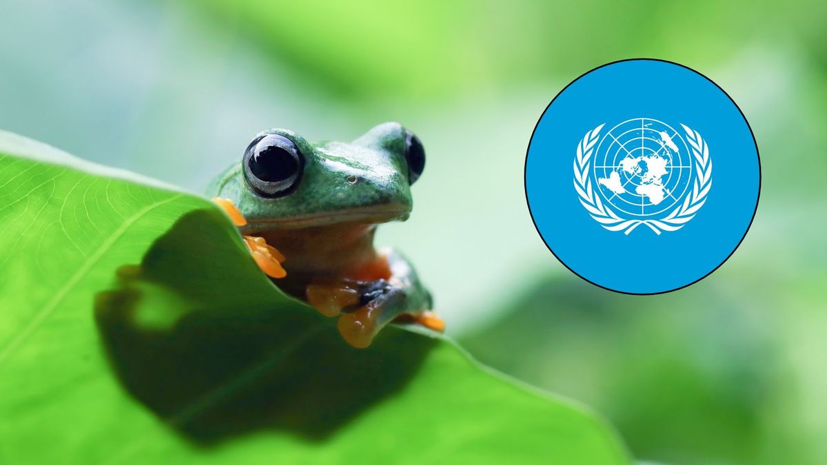 El proceso se realiza a nivel mundial y busca ayudar propuestas ambientales.