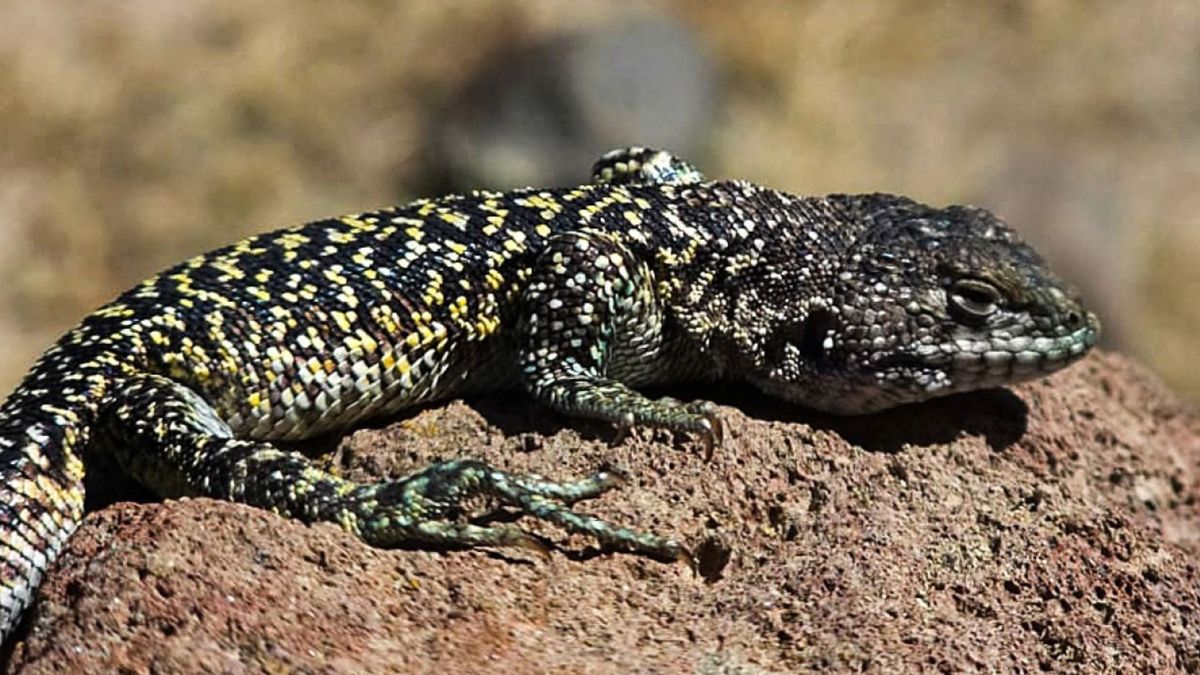 Científicos descubrió una nueva especie de lagartija en los Andes de Perú