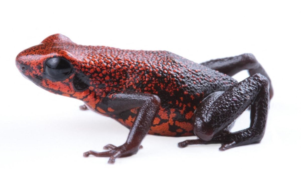 Excidobates perplexus, la nueva especie de rana venenosa identificada por investigadores en Ecuador.