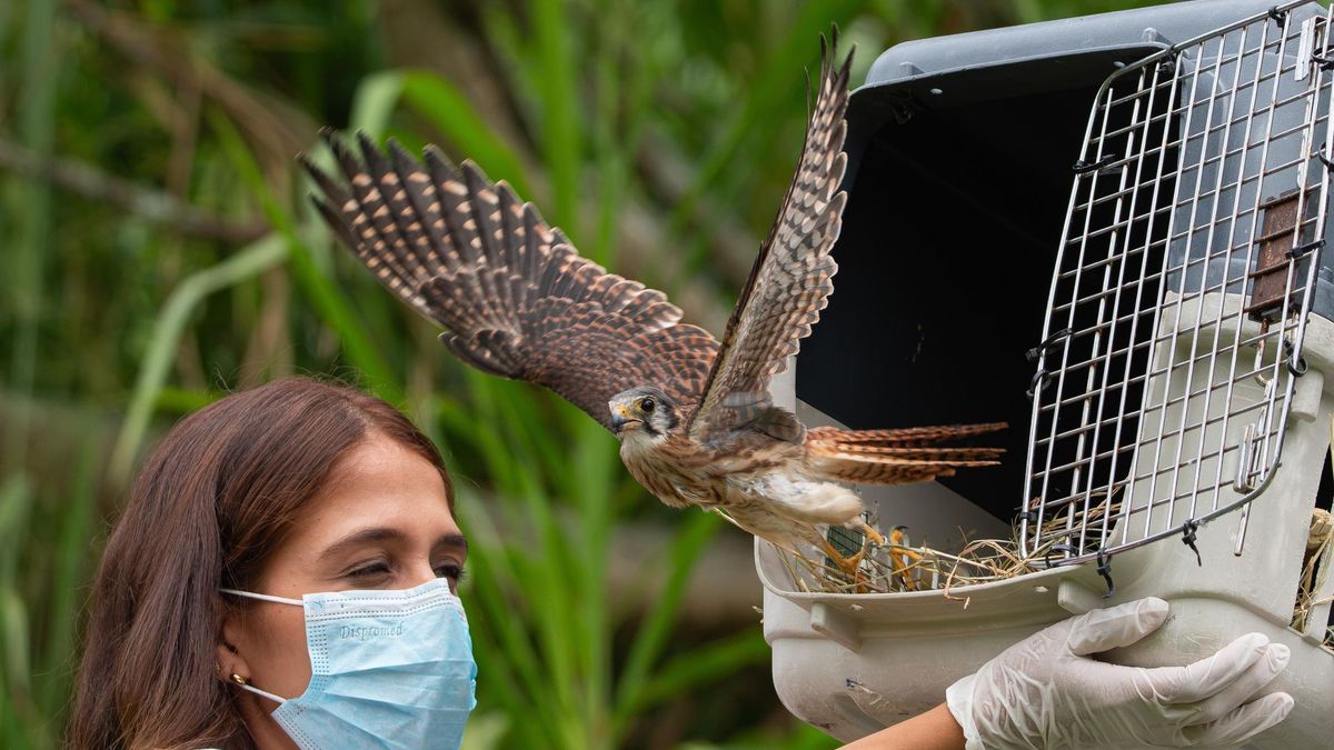 Animales liberados en Medellín