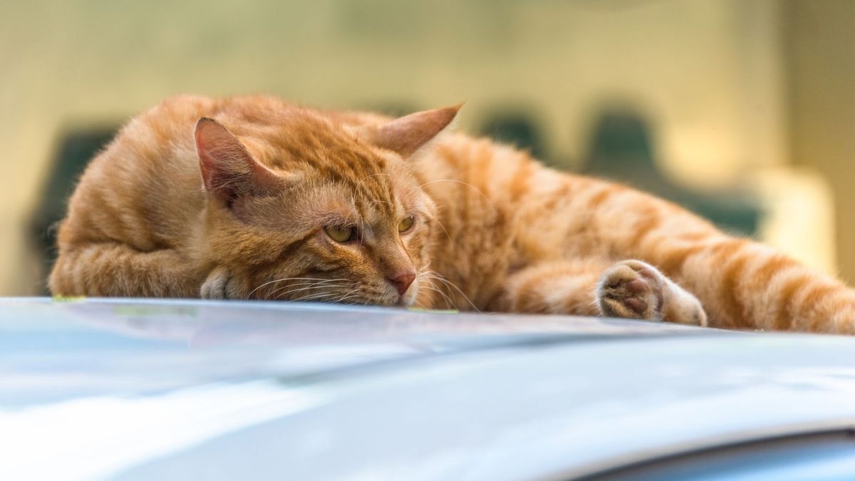 Los gatos pueden esconderse o alejarse de sus dueños cuando presentan dolor, estrés o alguna enfermedad.