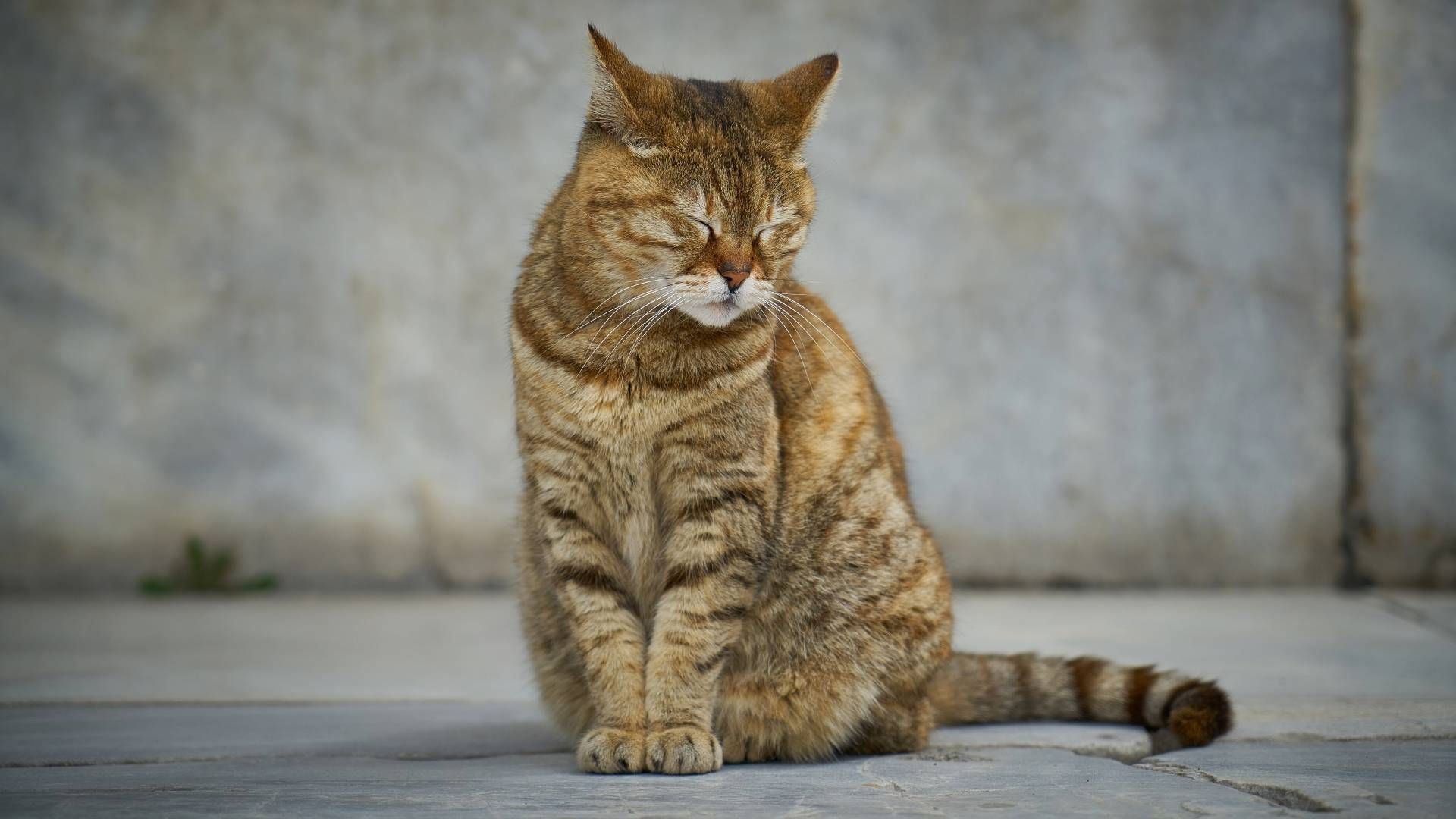 Los gatos pueden aislarse cuando sienten dolor o presentan algún problema de salud.