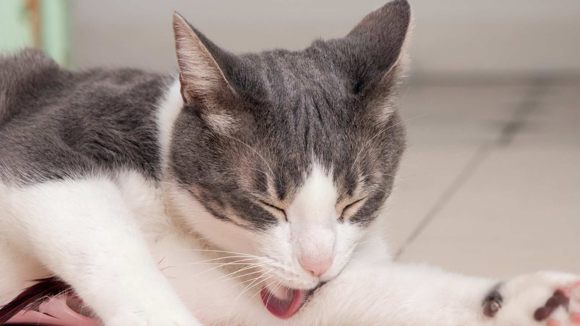 Cambios en el apetito, el aseo y la energía pueden acompañar el aislamiento en los gatos.