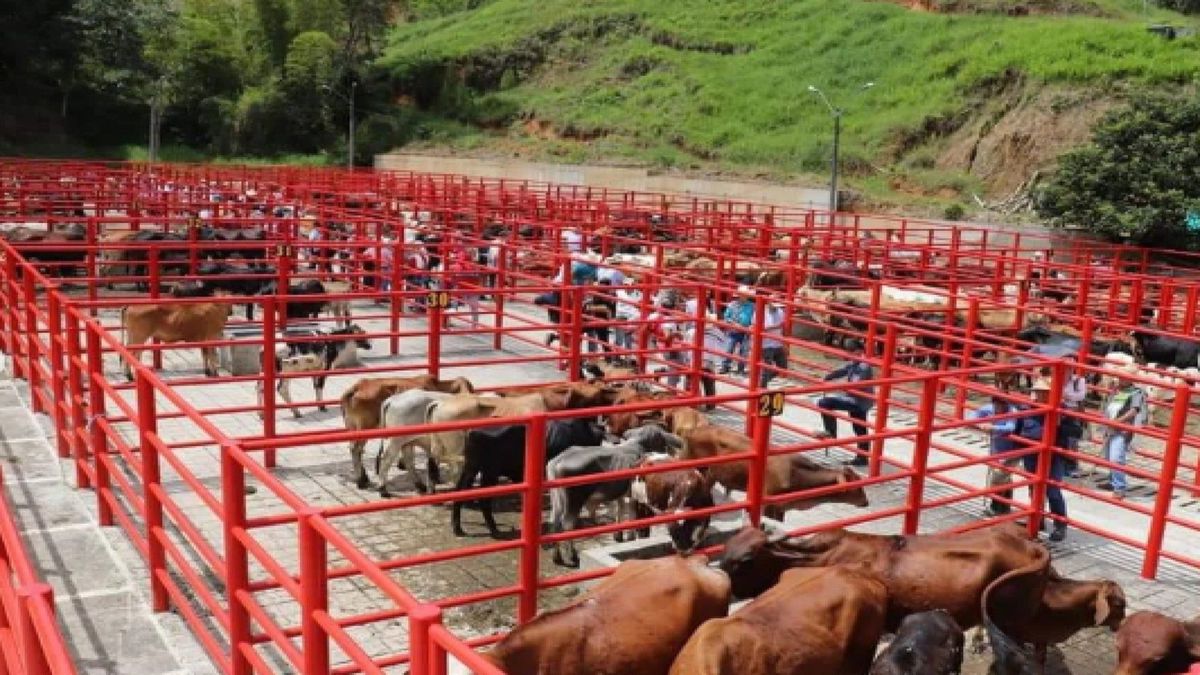 Feria de ganado de Santo Domingo, Antioquia