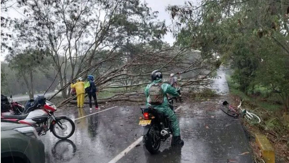 Más de 10 árboles cayeron en diferentes zonas de Yumbo tras las fuertes lluvias.