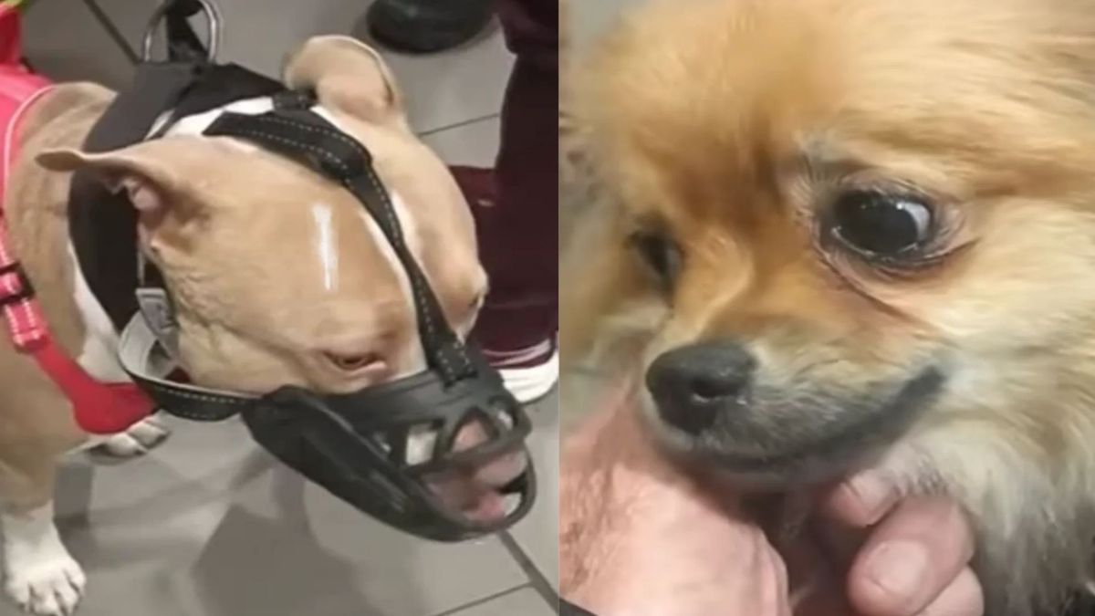 Jefferson Chacón y Rene Silva explicaron qué ocurrió con Milo y Rimi y aseguraron que contrataron una empresa para trasladar a sus mascotas.