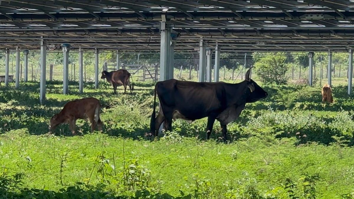 Abejas, ganado y cultivos florecen entre minigranjas de energía solar en el Cesar
