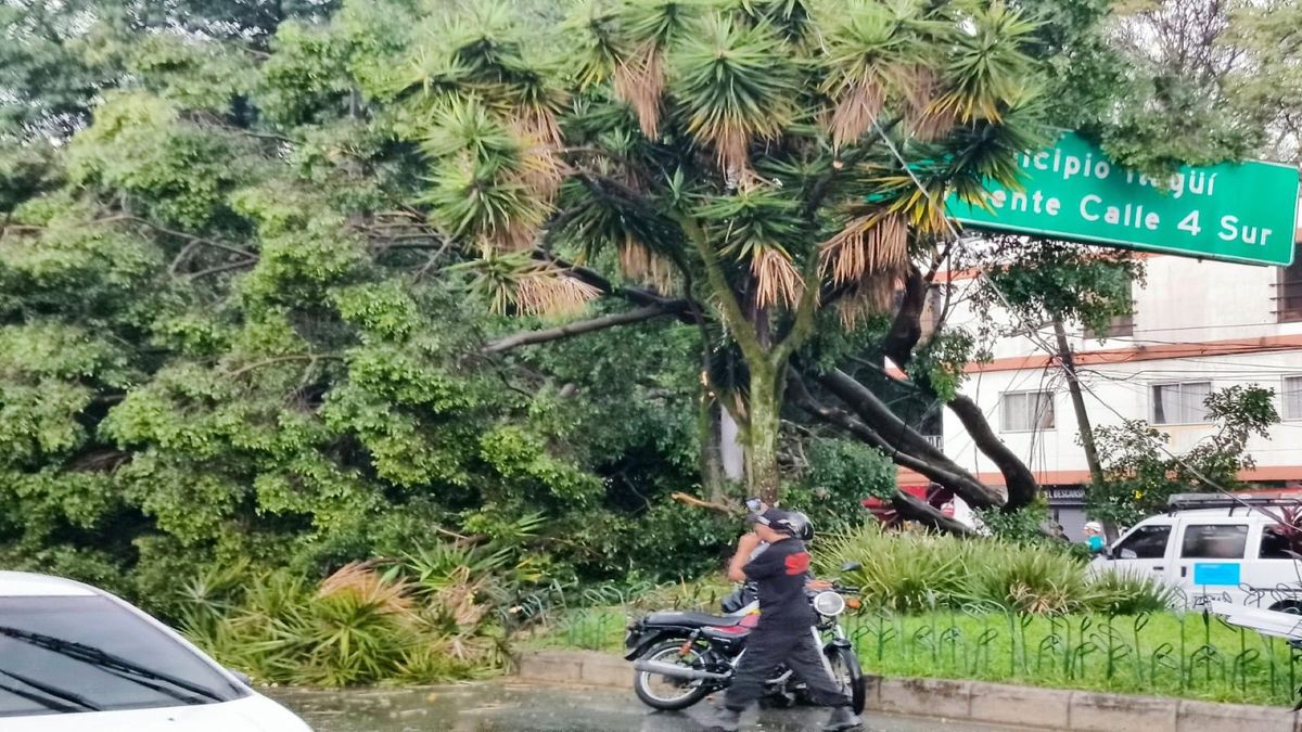 Caída de árbol por fuertes lluvias en la Avenida Guayabal, Medellín