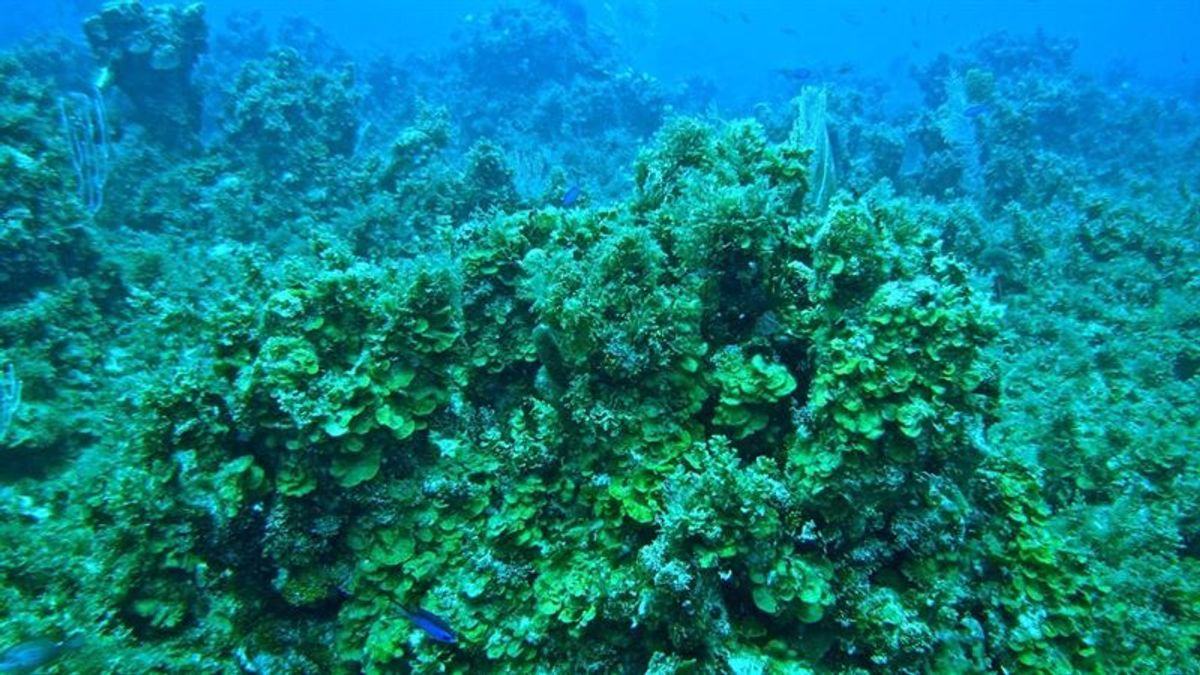 Arrecife de coral en el mar Caribe