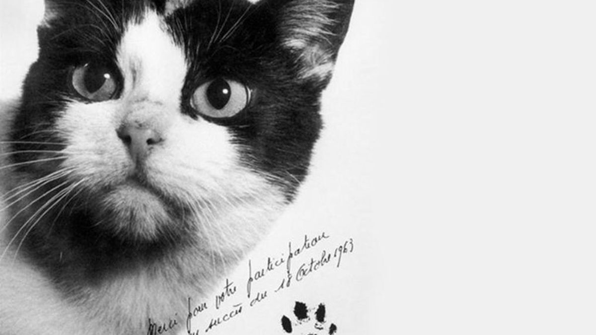El gato no sobrevivió a la misión francesa.
