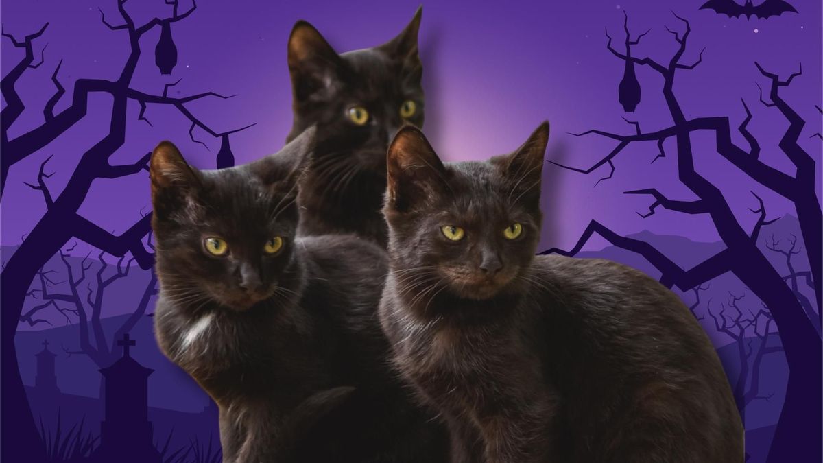 El hallazgo de gatos negros en el Cementerio Central de Bogotá generó preocupación y llevó a las autoridades a iniciar acciones para evaluar su estado de salud.
