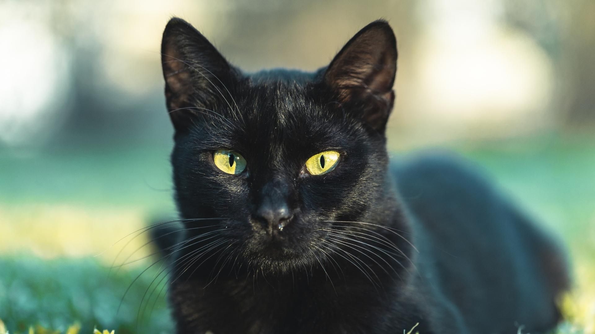 Los gatos negros encontrados en el Cementerio Central de Bogotá fueron objeto de atención por parte de las autoridades de protección animal.