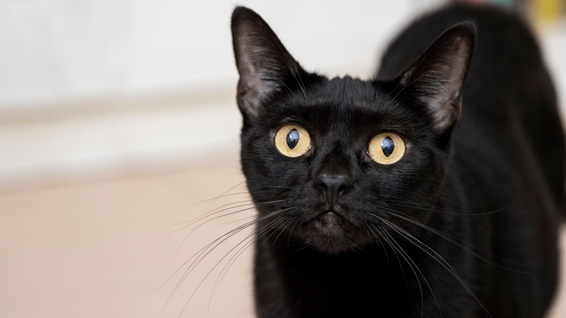 Durante las celebraciones de Halloween, es importante mantener a las mascotas en espacios seguros y alejadas del ruido y las aglomeraciones.