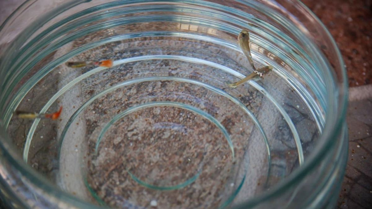 Peces que comen larvas del transmisor de dengue.